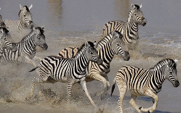 Hvilke dyr kan jeg se p safari i Namibia?