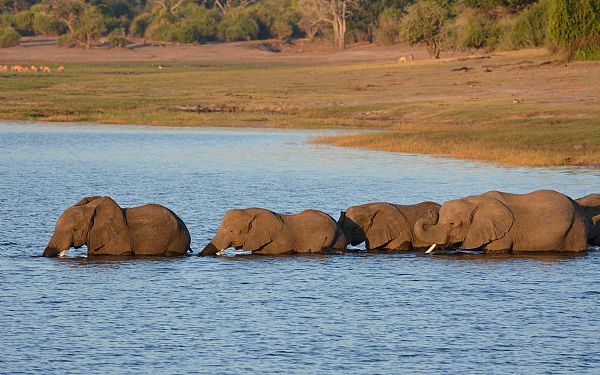 Er der mange gode safariomrder i Botswana?