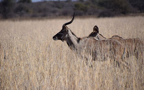 Hvilke dyr kan jeg se p safari i Botswana? 