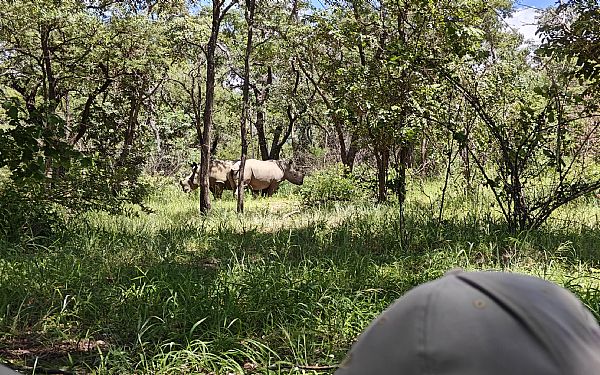 Hvilke dyr kan jeg se p safari i Zimbabwe?