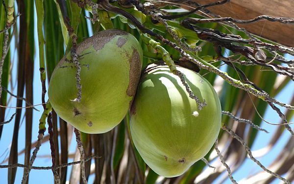 Hvad er forskellen p de forskellige omrder p Kenyakysten?