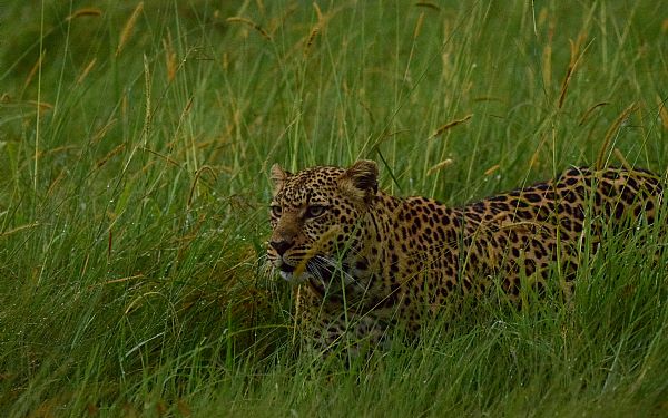 Hvor kan man se Big 5? 