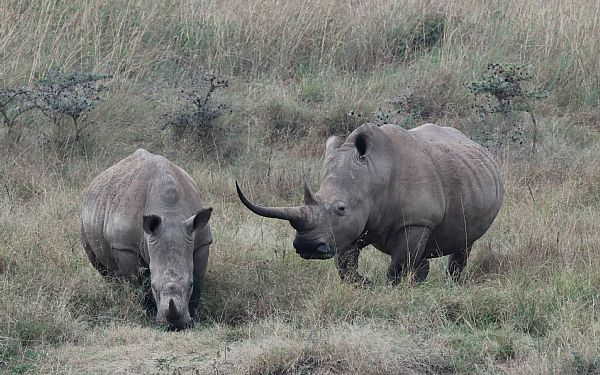 Safari i Nairobi National Park