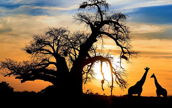 Hvor har Afrika fet sit navn fra?