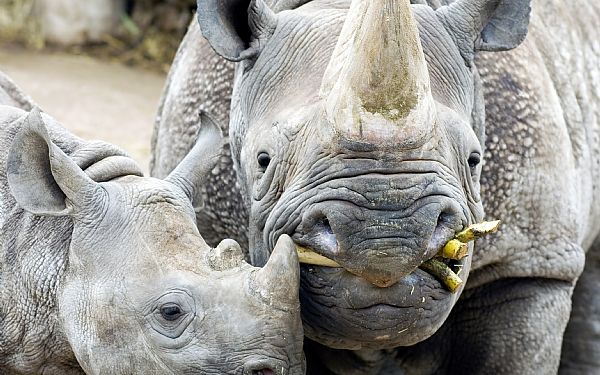 Hvilken religion har man i Afrika?