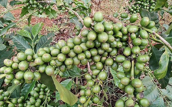 Hvilket land er det ldste i Afrika?