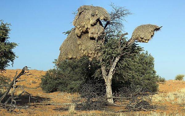 Kgalagadi Transfrontier Park