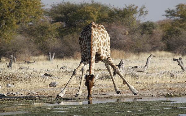 Kan jeg drikke vandet fra hanen i Afrika?