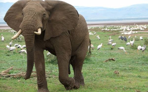 Afrikafeber - s�dan startede det