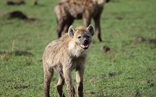 Savannens skraldemnd