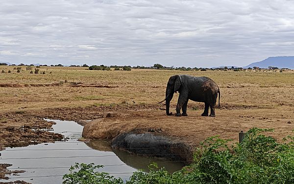 Amboseli, Tsavo og Kenyakysten (2)