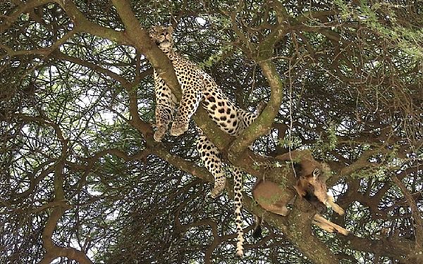 Tanzanias nordlige parker