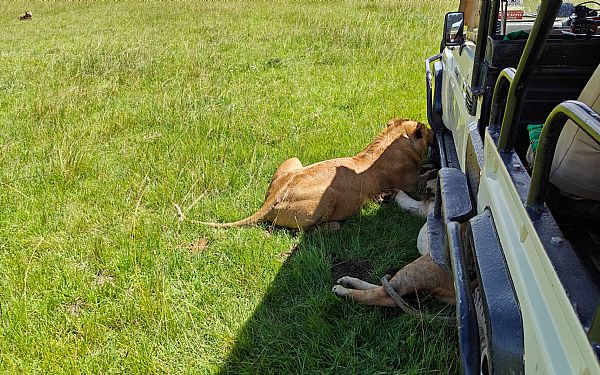 Hvad er det Afrika kan?