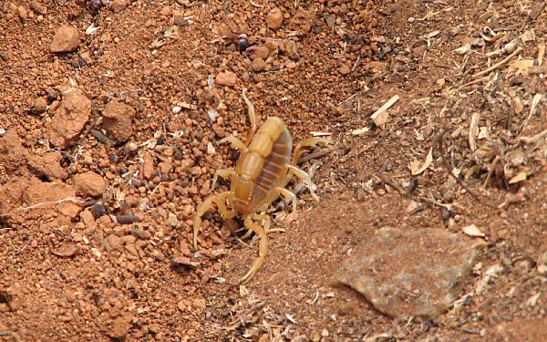 Det kribler og krabler