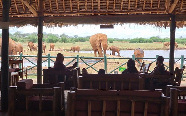 Voi Wildlife Lodge