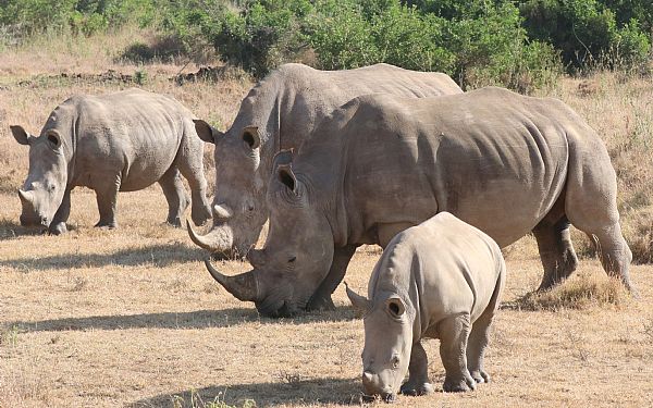 N�sehornenes paradis � Solio Conservancy