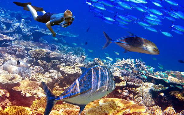 Safari og Mauritius � den perfekte kombinationsrejse