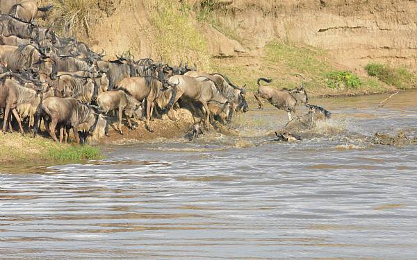 Dr�mmen er Afrika - hvad skal jeg v�lge?