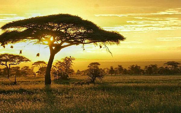 Privat safari i Tanzania i april mned 