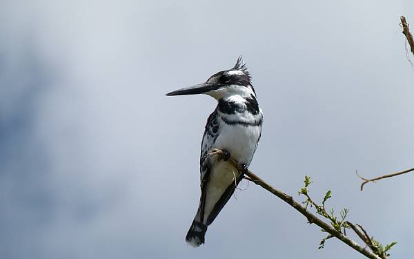 Tilbage til Kenya (2008)