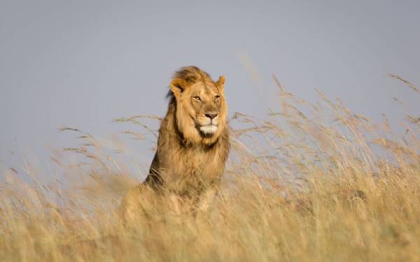 Pattedyr, krybdyr og fugle