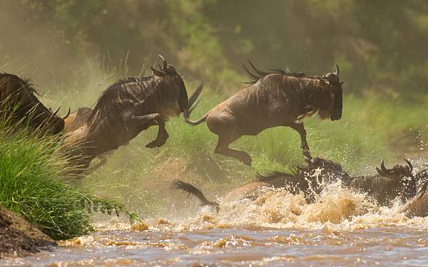 Den store gnuvandring er nu ankommet til Masai Mara i Kenya