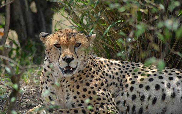 Geparden - savannens Formel 1 racer, Mara Cheetah Project