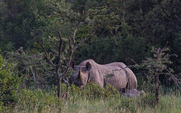 De sorte nsehorn vender tilbage til Samburu i Kenya