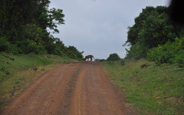 Fra rejseleder Carsten p Kenya Drmme Safari