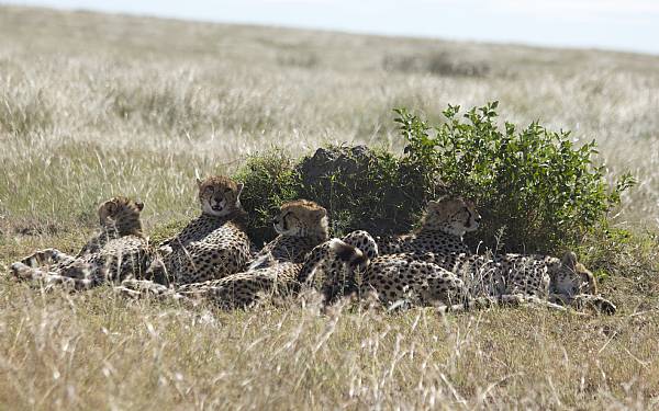  Fra rejseleder Nicolai p privat safari i Kenya med familien Ringgaard