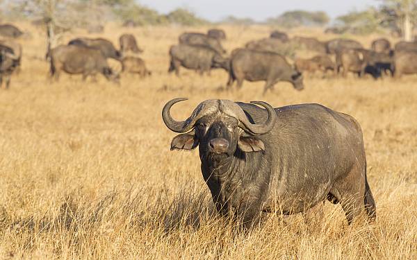 Fra rejseleder Geoffrey p Kenya Drmme Safari