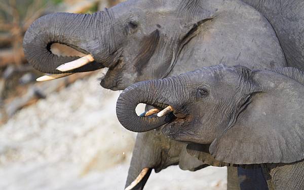 Fra rejseleder Geoffrey p privat safari med familien Boye