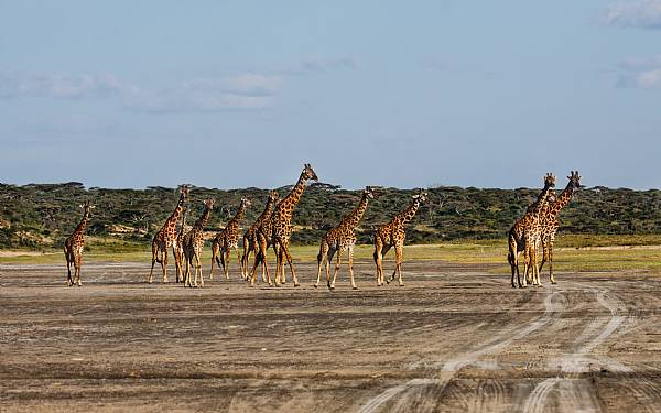Fra rejseleder Geoffrey p privat safari med familien Boye
