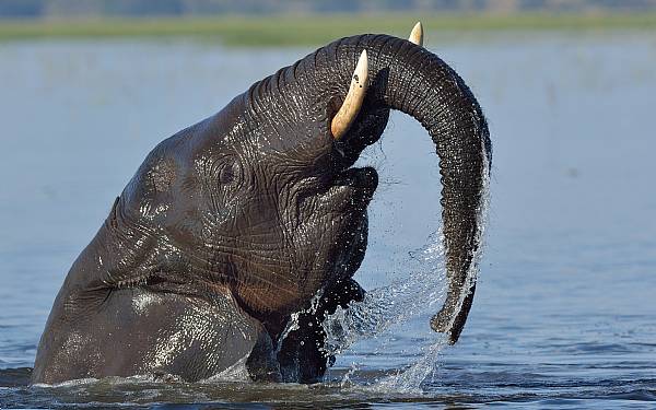 12. august er World Elephant Day