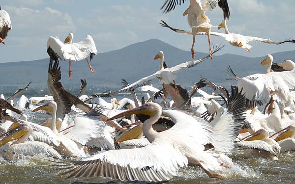 Dagbogen - en god ven (2)