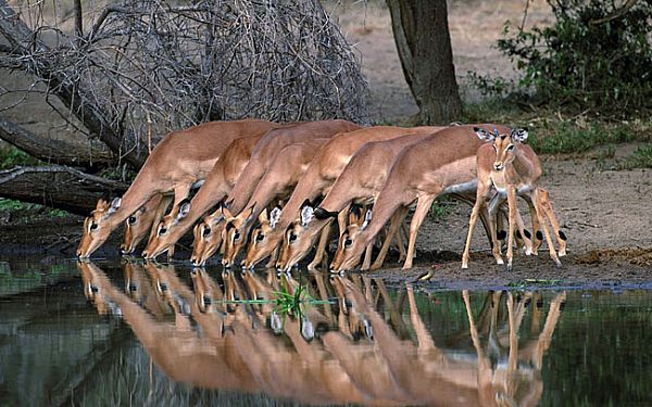 Pilanesberg/Sun City