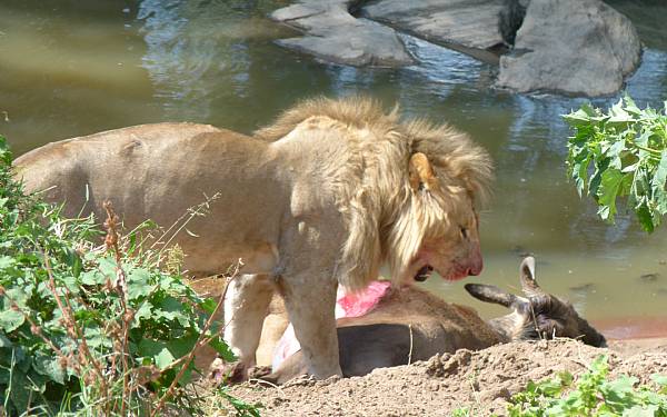 Hvordan forbereder jeg min tur?