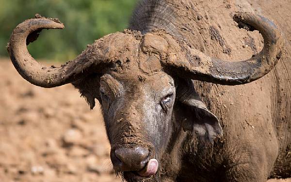 Fra rejseleder Carsten p Ngorongoro Kraterets Hemmeligheder
