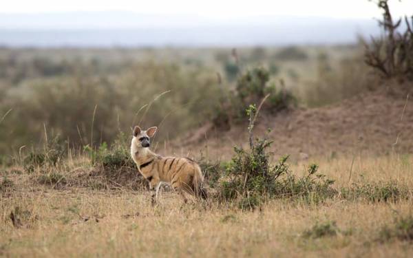 Fra rejseleder Michael og gsterne p Kenya Drmme Safari