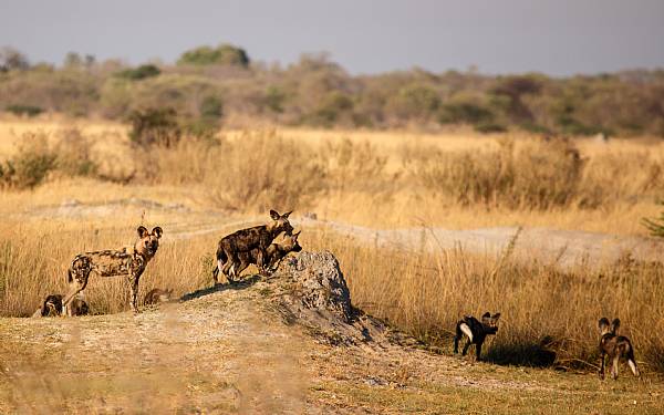 Fra rejseleder Geoffrey p privat safari med familien Hj Pedersen