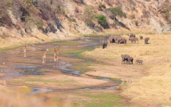 Fra rejseleder Carsten p Ngorongoro Kraterets Hemmeligheder - fra Tarangire