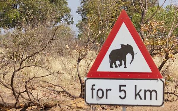 Fra rejseleder Nicolai p Great Trek - nu fra Chobe i Botswana