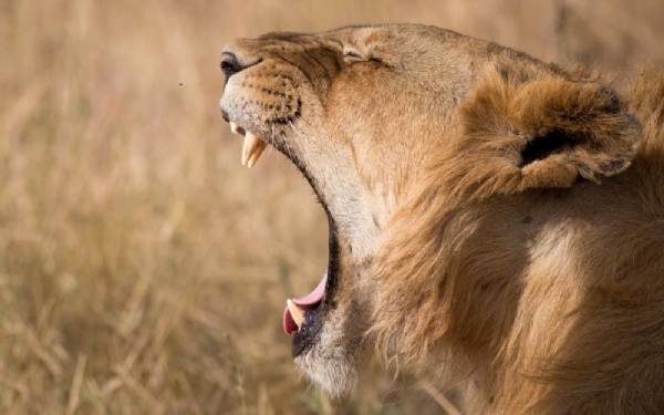 Fra rejseleder Michael og gsterne p Kenya Drmme Safari