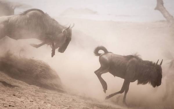 Fra rejseleder Geoffrey p privat safari med Peder Andersen og frue