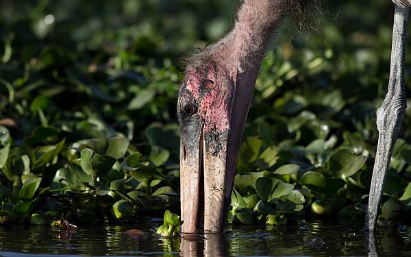 Fra rejseleder Geoffrey p privat safari med Lillian Jensen og venner