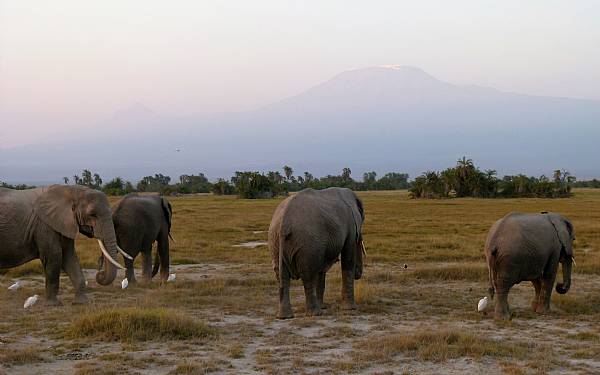 Kenya p� grupperejse (2011)