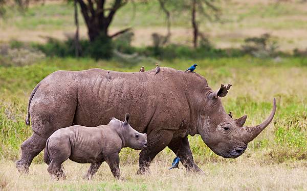 Fra rejseleder Geoffrey p privat safari med Lillian Jensen og venner
