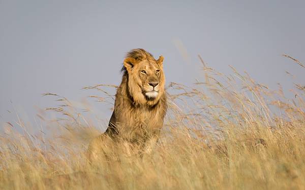 Tillykke Afrika  World Travel Awards 2015