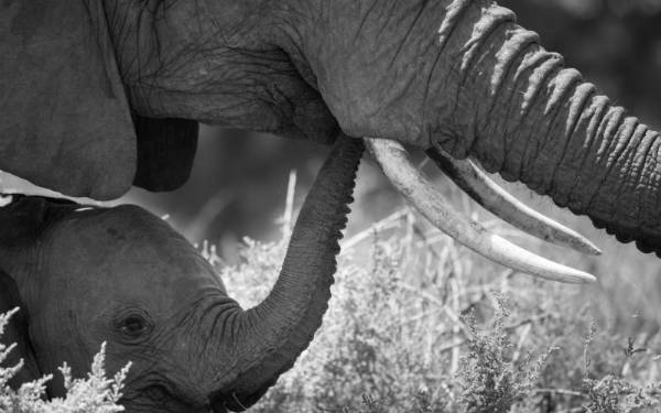 Gldelig jul og godt nytr