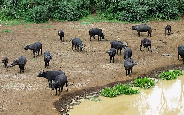Anekdoter fra det virkelige Afrika